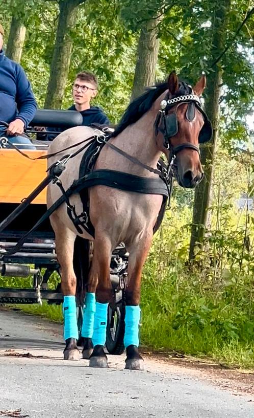 Hele brave D pony merrie, Animaux & Accessoires, Poneys, Jument, B, Poney D (1.37 m à 1.48m), Poney de récréation, 3 à 6 ans, Avec pedigree