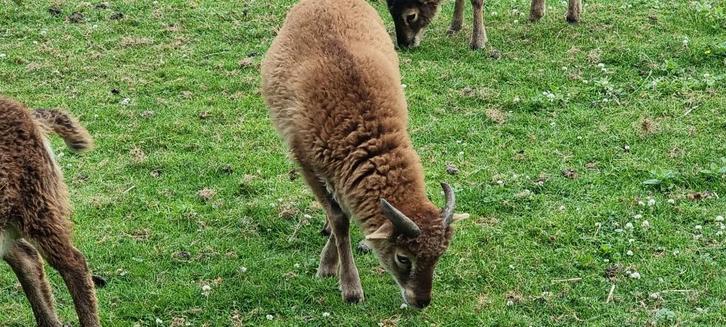 Agneaux de soay, Dieren en Toebehoren, Overige Dieren, April