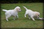 Golden Retriever pups, Dieren en Toebehoren, Golden retriever, België, CDV (hondenziekte), 8 tot 15 weken