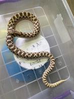 2022 bewezen man arctic het albino, Dieren en Toebehoren, Reptielen en Amfibieën, Slang, Tam, 3 tot 6 jaar