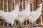 Poules pondeuses prêtes à pondre - 0472-51.09.71 - A 21h, Poule ou poulet