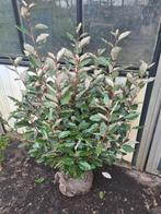 Olijfwilg compacta haagplanten van ca 60 cm tot 125 cm, Enlèvement ou Envoi, Autres espèces, Haie, 100 à 250 cm