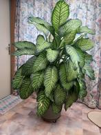 Dieffenbachia seguine reeva - Dief van Bagdad, Huis en Inrichting, Ophalen, Volledige schaduw, 100 tot 150 cm, Overige soorten