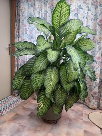 Dieffenbachia seguine reeva - Dief van Bagdad beschikbaar voor biedingen