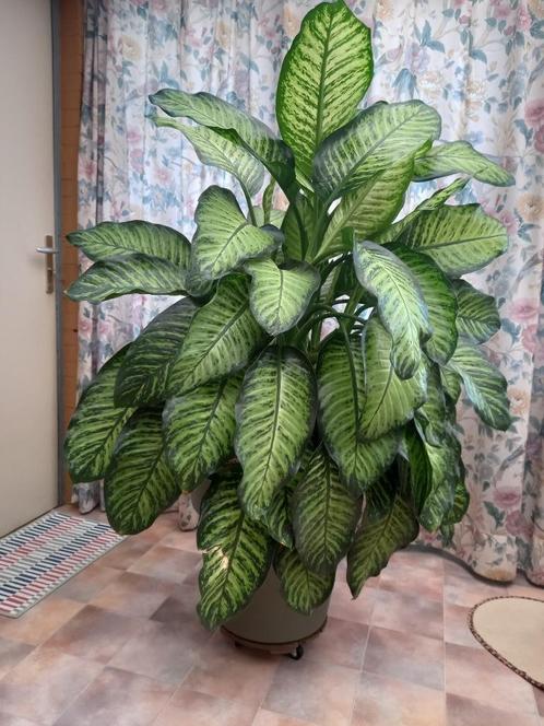 Dieffenbachia seguine reeva - Dief van Bagdad, Huis en Inrichting, Kamerplanten, Overige soorten, 100 tot 150 cm, Groene kamerplant
