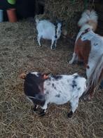 Bokje en mieke, Dieren en Toebehoren, Meerdere dieren, Geit, 3 tot 5 jaar