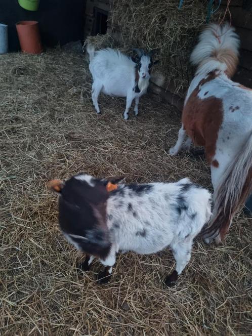 Bokje en mieke, Dieren en Toebehoren, Schapen, Geiten en Varkens, Geit, Meerdere dieren, 3 tot 5 jaar