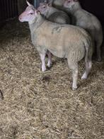 Bélier charolais mâles, Mâle, Mouton, 0 à 2 ans