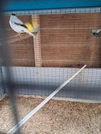 Kanaries.2 bonte .1 voledig wit., Dieren en Toebehoren, Vogels | Kanaries, Meerdere dieren, Zangkanarie