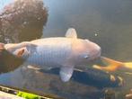 Japanse Koi’s 3 stuks & 17 goudvissen, Dieren en Toebehoren, Karper of Koi
