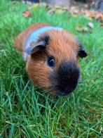 Gladhaar - Rood Bont California - Zeugje (1), Dieren en Toebehoren, Knaagdieren, Cavia, Augustus, Vrouwelijk, Tam