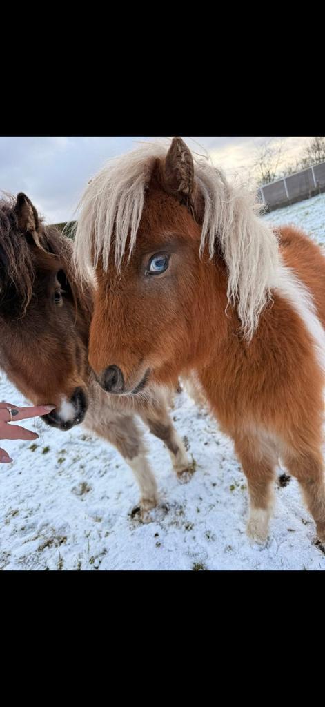PRIJS BESPREEKBAAR! 3 mooie shetland merries, Animaux & Accessoires, Poneys, Avec puce électronique