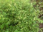 Bamboe Fargesia dracocephala, Vaste plant, Overige soorten, Ophalen, Bloeit niet