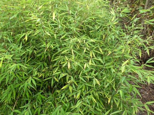 Bamboe Fargesia dracocephala, Tuin en Terras, Planten | Tuinplanten, Vaste plant, Overige soorten, Bloeit niet, Ophalen
