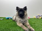 Wolfskeeshond pup, Dieren en Toebehoren, België, Keeshond, 8 tot 15 weken, Eén hond