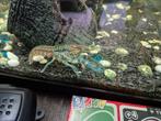 Volledig aquarium, Kreeft, Krab of Garnaal, Zoetwatervis