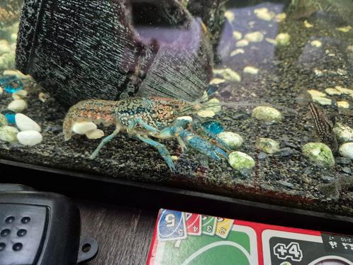 Volledig aquarium, Dieren en Toebehoren, Vissen | Aquariumvissen, Zoetwatervis, Kreeft, Krab of Garnaal