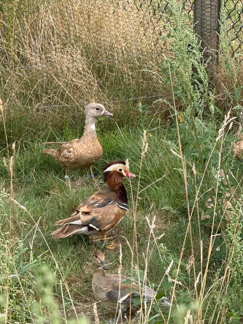 Siereenden, Dieren en Toebehoren, Pluimvee