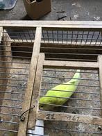 Grasparkieten te koop, Dieren en Toebehoren, Vogels | Parkieten en Papegaaien, Meerdere dieren