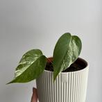 Monstera albo variegata, Enlèvement