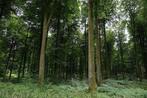 Zoek : Staand hout - om gekapt te worden, Tuin en Terras, Stammen, Ophalen of Verzenden, 6 m³ of meer, Overige houtsoorten