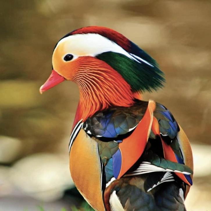 mandarijneend @ paradijshof, Dieren en Toebehoren, Pluimvee, Eend, Mannelijk