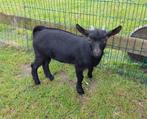 Prachtige dwerggeiten lammetjes, Dieren en Toebehoren, Schapen, Geiten en Varkens, 0 tot 2 jaar, Geit