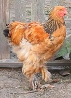 Jonge brahma haan, Dieren en Toebehoren, Pluimvee, Mannelijk, Kip