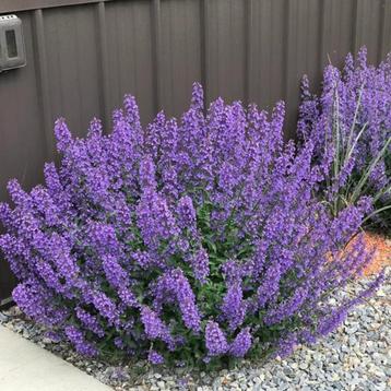 Nepeta 'Walkers law' beschikbaar voor biedingen
