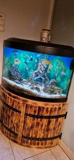 Aquarium + chicliden, Dieren en Toebehoren, Vissen | Aquaria en Toebehoren, Ophalen, Zo goed als nieuw