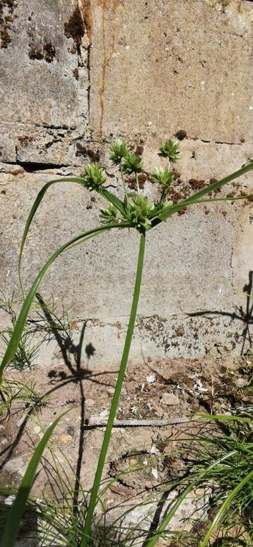 Cyperus eragrostis (bleek cypergras) 10stuks = 10€ beschikbaar voor biedingen