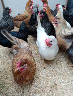 poussins d'un jour pondent oeufs coloré pour le 31 mars, Animaux & Accessoires, Femelle, Poule ou poulet