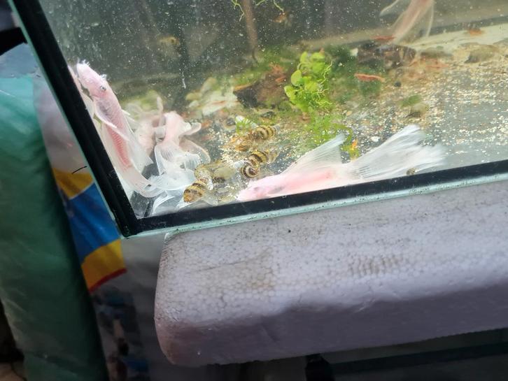 Volwassen snow white longfins ancistrus, Dieren en Toebehoren, Vissen | Aquariumvissen