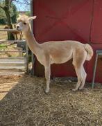 Alpaca merrie, Dieren en Toebehoren, Overige Dieren, April