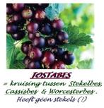 JOSTABES-planten: in pot, jaarse planten: 5€/st - 5 voor 20€, Tuin en Terras, Vaste plant, Ophalen of Verzenden, Halfschaduw, Fruitplanten