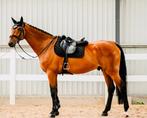 Allround gelding with 140cm show experience, Dieren en Toebehoren, Paarden, Springpaard, Gechipt, Ruin, 170 tot 175 cm
