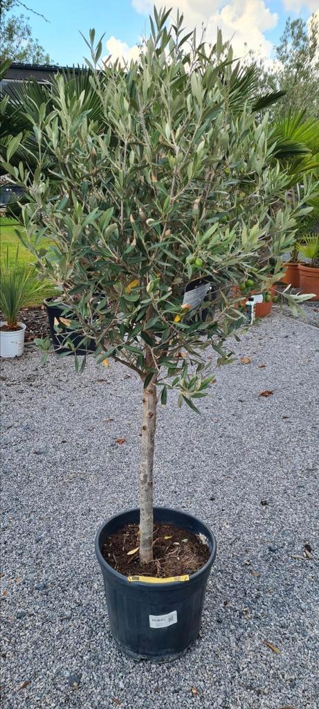 Olijfboom Olea Europaea, Tuin en Terras, Planten | Bomen, Olijfboom, Ophalen