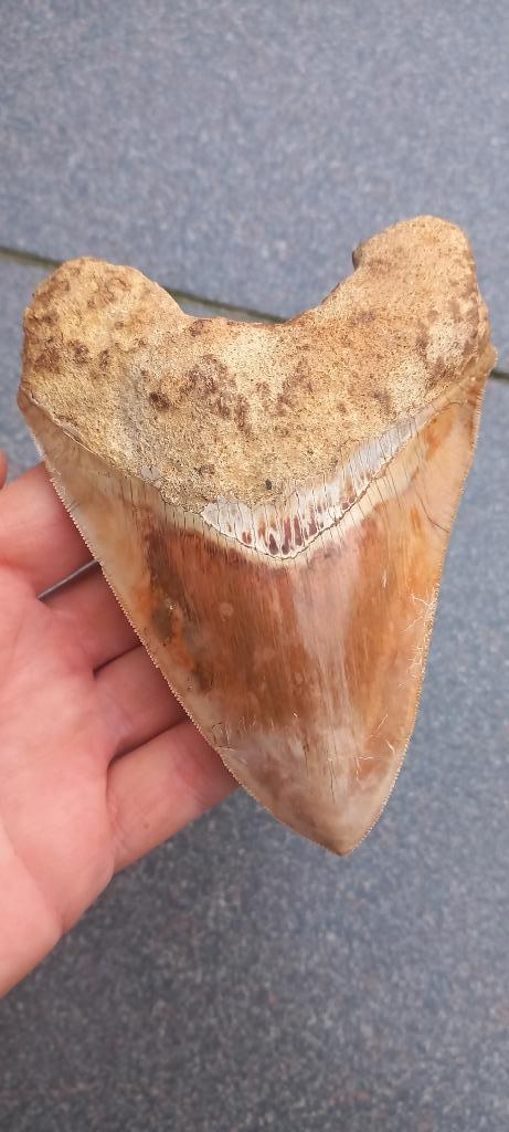 Zeer grote Megalodon haaientand uit Indonesië fossiel, Verzamelen, Mineralen en Fossielen, Fossiel, Ophalen of Verzenden