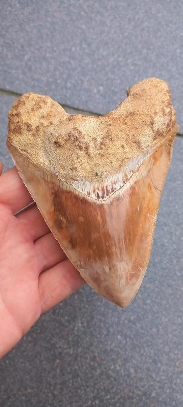 Zeer grote Megalodon haaientand uit Indonesië fossiel