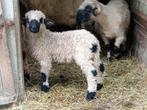 Walliser schwarznase, Mouton, Femelle, 0 à 2 ans