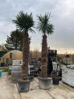 ‼️palmbomen trachycarpus fortunei aan promoprijzen ‼️, Tuin en Terras, Ophalen