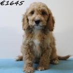 Cockapoo - puppy's te koop, 15 weken tot 1 jaar, Buitenland, CDV (hondenziekte), Meerdere
