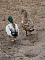 4 koppels wilde eenden te koop, Dieren en Toebehoren