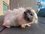 Cavia zeugje, Dieren en Toebehoren, Knaagdieren, Cavia