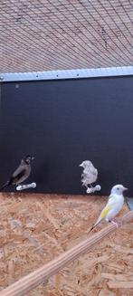 parva, Meerdere dieren