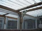 kakariki's, Dieren en Toebehoren, Vrouwelijk, Parkiet, Geringd