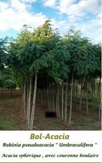 BOL-ACACIA'S HOOGSTAMMEN (Robinia pseudoacacia Um.) 35€/stuk, Jardin & Terrasse, Plantes | Arbres, Arbre à bulbes, Enlèvement