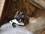 Jonge bokken en moeren, Dieren en Toebehoren, Konijnen, Meerdere dieren, Groot, 0 tot 2 jaar