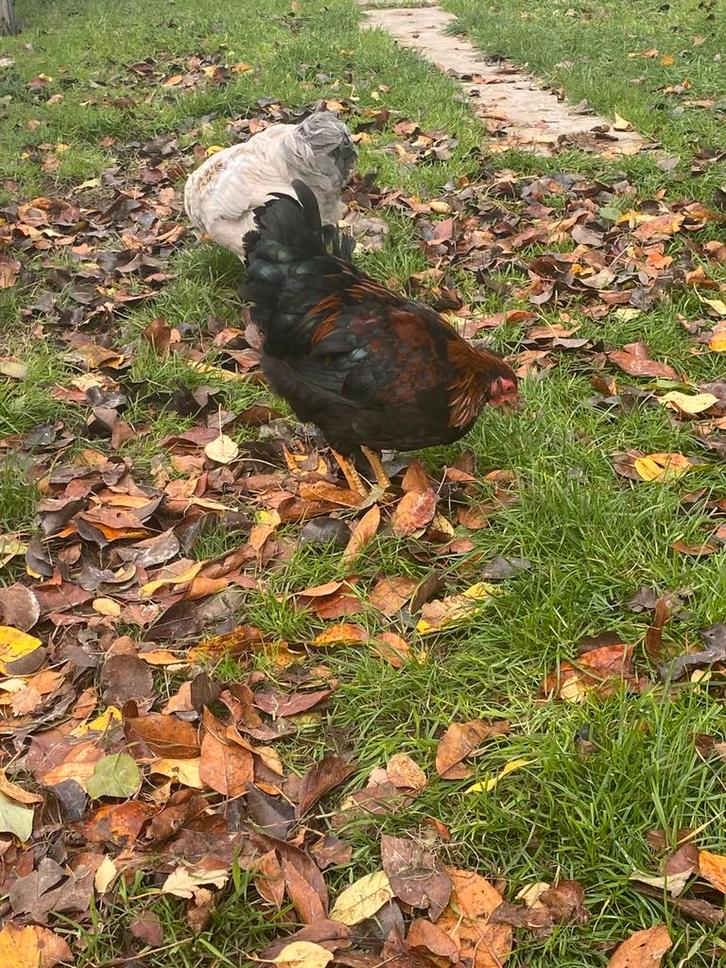 Wyandotte kriel haantjes, Dieren en Toebehoren, Pluimvee, Kip, Mannelijk