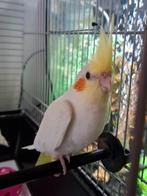 Zoek tam valkparkietje, Dieren en Toebehoren, Vogels | Parkieten en Papegaaien, Mannelijk, Parkiet, Pratend